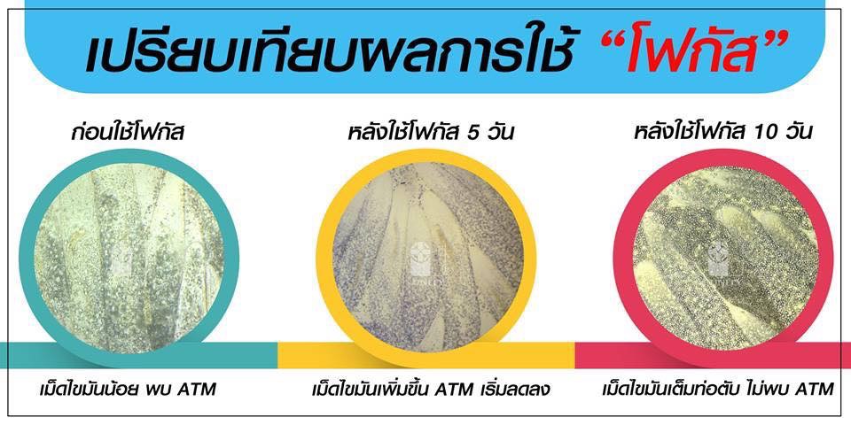 ดูแลให้กุ้งแข็งแรงและสุขภาพดี