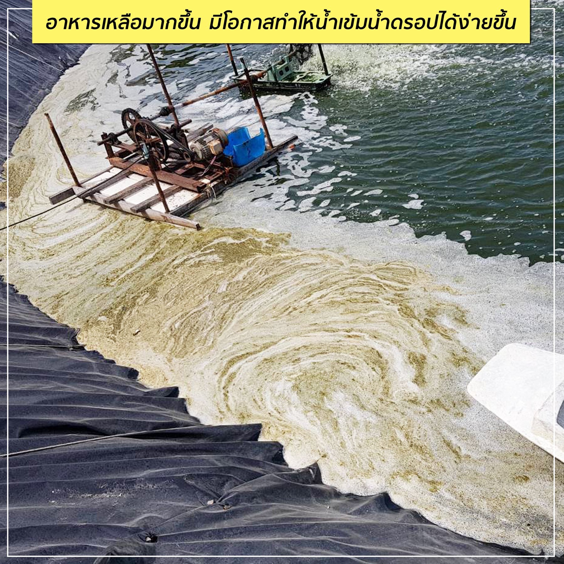 กุ้งกินอาหารน้อยลงช่วงฝนตก